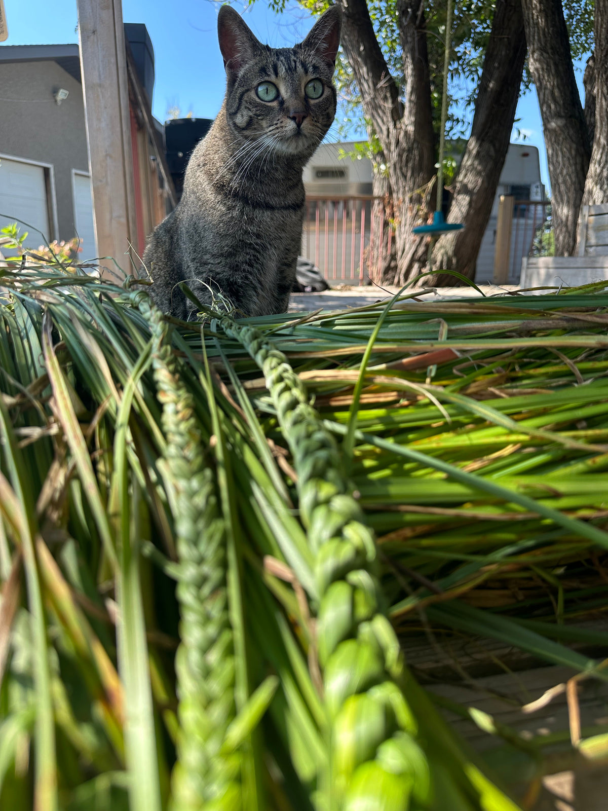 Sweetgrass Products